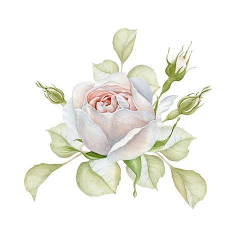 Hand Drawn Watercolor Delicate White Rose Bouquet Stock Illustration