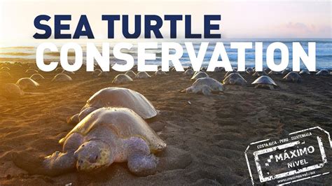 Volunteer In Sea Turtle Conservation Seaturtles Youtube
