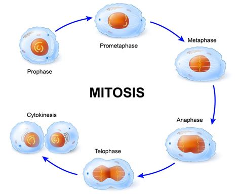 Plant Cell Mitosis Diagram Stages Labeled Functions And Diagram