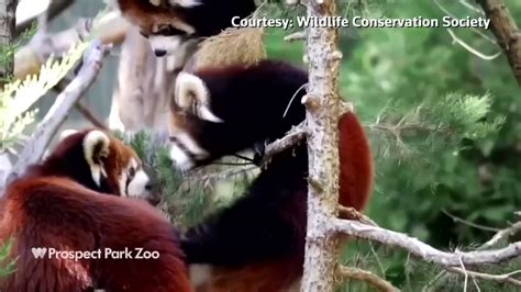 The Red Panda Are Actually Two Separate Species Scientists Say They