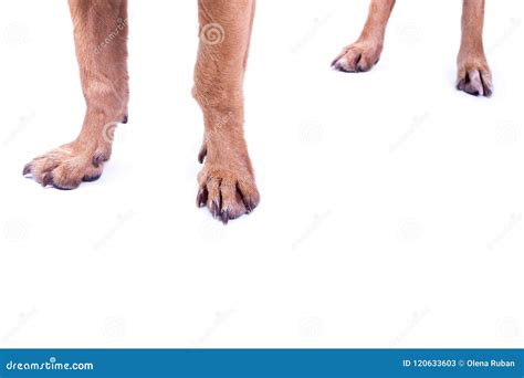 Cuatro Patas Del Perro En El Fondo Blanco Imagen De Archivo Imagen De