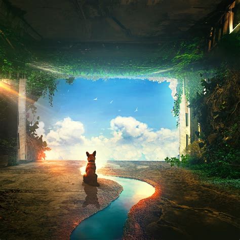 A Lonely Dog Wallpaper Engine Free Download Wallpaper Engine