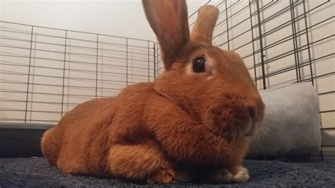They are large rabbits so caring for them is. I adopted an older female New Zealand Red rabbit that I ...