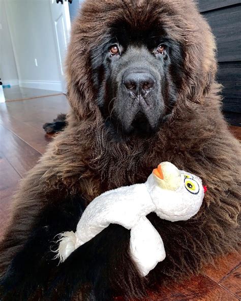 Newfoundland Dogs Are Probably Bears In Disguise But We Love Them For It
