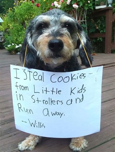 Pretty Sure Pet Shaming Doesnt Work But Please Dont Stop 27 Pics