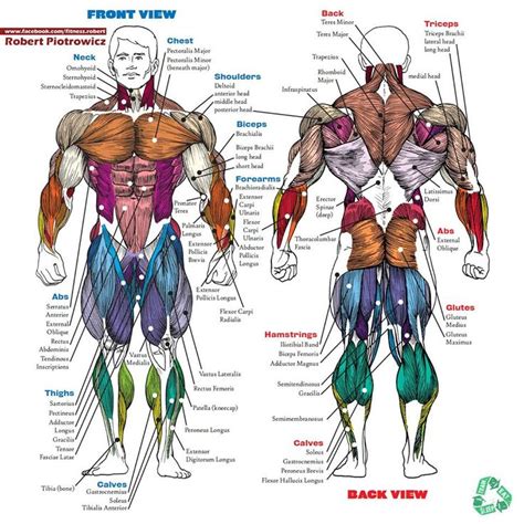 Human muscle system, the muscles of the human body that work the skeletal system, that are under voluntary control, and that are concerned with movement, posture, and balance. Muscle name | Alpha male | Pinterest | Photos, Exercise ...