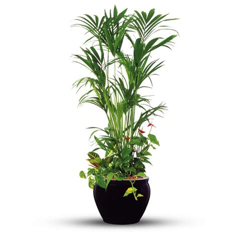 Kentia Palm Indoor Plant Indoor Plant Delivery Uae