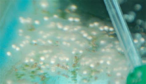 How long do fish stay pregnant? How best to treat fungus on fish eggs? | K.O.I.