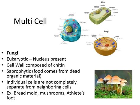 Ppt Cell Structure Function Powerpoint Presentation Free Download D