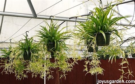 Spider Plants Easy Care And Durable As Can Be