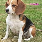 Phone number 701 390 9877 email address. Beagle Puppies - Beagle Rescue and Adoption Near You