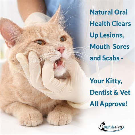 Cats Month Gums Stomatitis And Gingivitis Treatment Bestlife4pets
