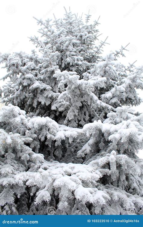Evergreen Spruce With Snow On White Stock Photo Image Of Hoar Green