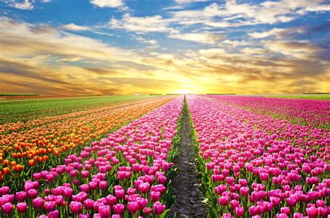 Blooming Lovely The Most Beautiful Flower Fields Around The World Easyvoyage