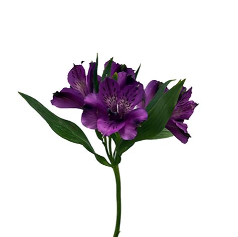 Purple Alstroemeria Kittelberger Wholesale Florist Webster And Rochester
