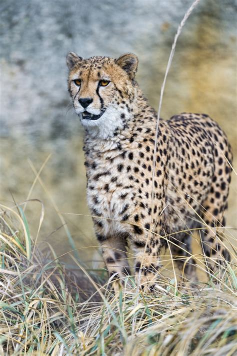 Cheetah Standing In The High Dry Grasses Tambako The Jaguar Flickr
