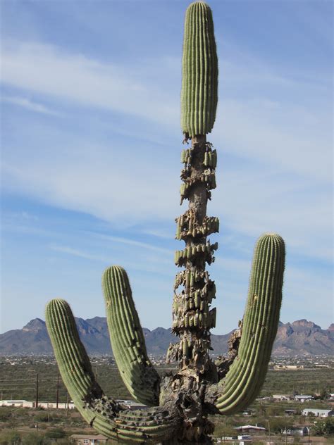 Saguaro Cactus Towering Desert Giant