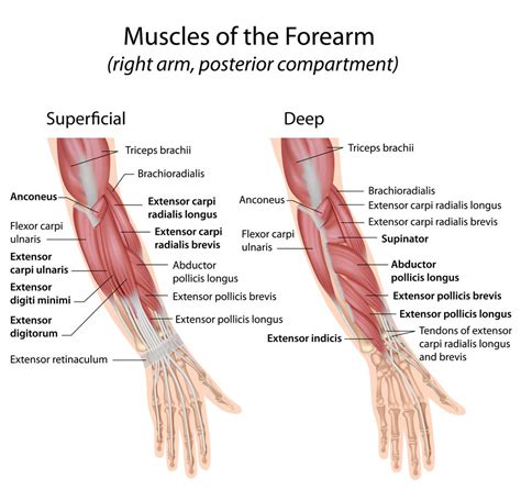 Forearm Extensors Muscles School Pinterest Extensor Muscles