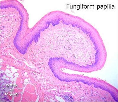 Tongue Histology Fungiform Papillae Histology Slide Histology