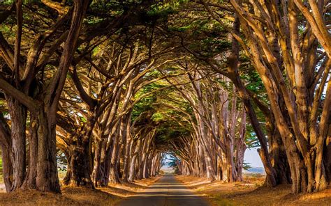 Landscape Nature Trees Tunnel Road Daylight Dry Grass Wallpaper And Background