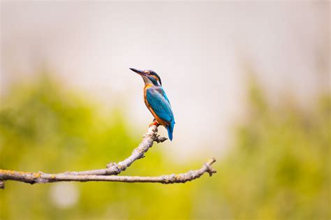 Kingfisher Bird 4k 5k Wallpaper Hd Wallpaper Background