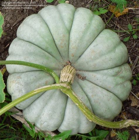 If your seedlings are at least 3 inches tall, one seedling per mound will do. PlantFiles Pictures: Kabocha Squash, Japanese Pumpkin ...