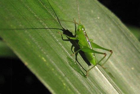 Any bugs that are not desired (as in predatory insects that eat pest species) is an infestation and. Came outside to little green insects eating my patchouli ...