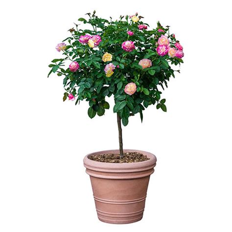 Life Of The Party™ 24 Patio Tree Rose Brecks Premium Bulbs