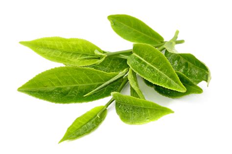Trong câu trả lời này của tôi, đa số trà xanh thực ra không phải kiểu con gái lẳng lơ đâu, chẳng qua eq của họ thấp mà thôi. Nấu ăn ngon bằng lá trà xanh - Che bup Tan Cuong