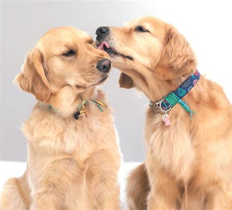 Golden Retriever Noble Loyal Companions Dog Kisses Golden