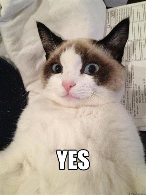 Memes de Gatos para Whatsapp | Fondos-Wallpappers-Portadas