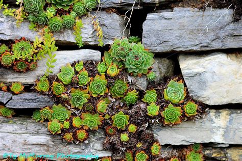 Hen And Chicks On Old Stone Wall Williamsport Maryland Succulents