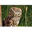 How Does An Owl See Clearly At Night  Atyutka General Knowledge