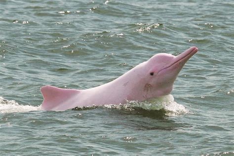 Chinese White Dolphins Pandas Of The Sea Thats Guangzhou