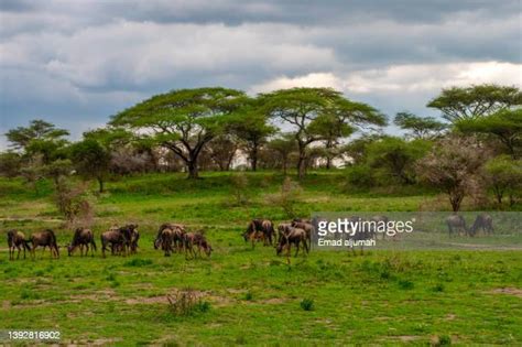 Serengeti Volcanic Grasslands Photos Et Images De Collection Getty Images