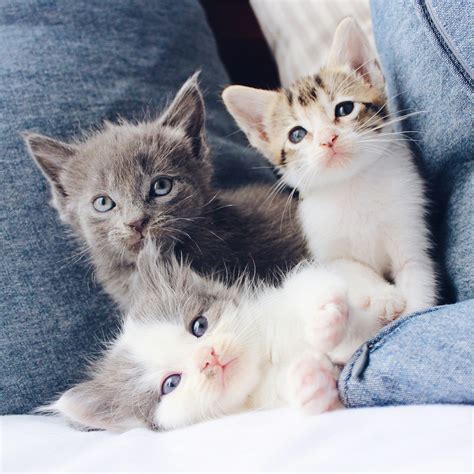 100 Kitten Images Download Free Images On Unsplash