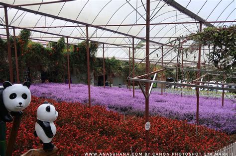 10 Tempat Menarik Di Cameron Highlands Wajib Singgah Ana Suhana