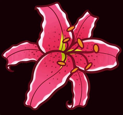 How To Draw A Stargazer Lily Step By Step Drawing Guide By Dawn