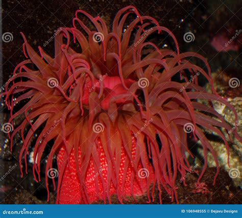 Beautiful Large Pink Sea Anemone Living Underwater Stock Image Image