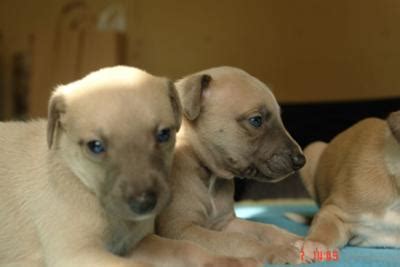 A member of the greyhound family, the whippet has evolved into a great family pet. Whippet Puppies For Sale