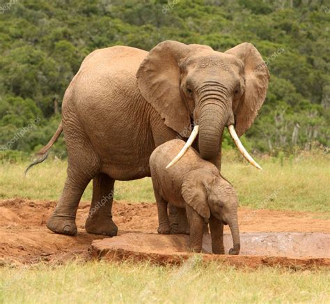 Mother And Baby African Elephant South Africa — Stock