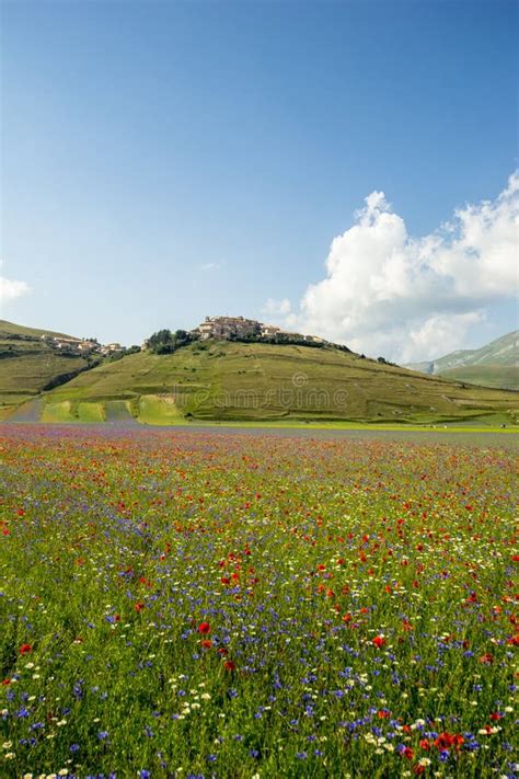 Blossoming Time In Castelluccio Di Norcia Italy Stock Photo Image Of