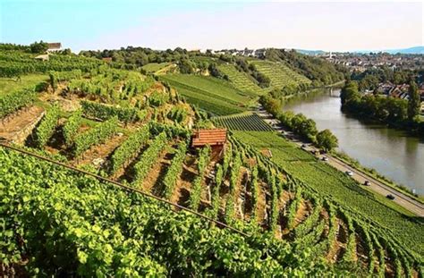 Sie suchen nach einem sicheren und günstigen parkplatz? Mühlhausen: Einladung in die Weinberge - Mühlhausen ...