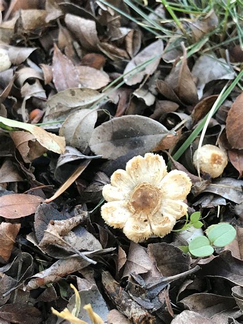 I Found A Mushroom That Looks Like A Flower Rmycology