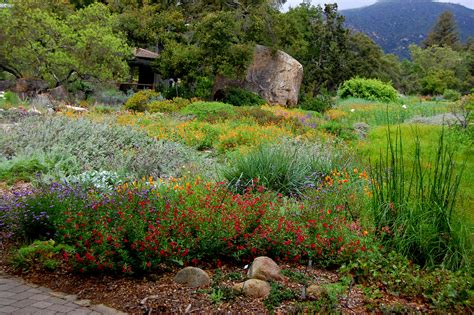 Gardening Where You Are Making Your California Yard Drought Tolerant