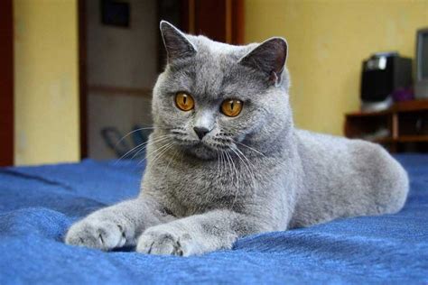 Chartreux Cat Information And Cat Breed Facts Pets Feed