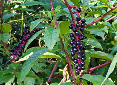 Pokeweed Berries And Greens Learn More At The Grow Network The Grow