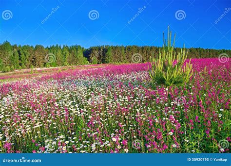 Blossoming Summer Meadow Stock Image Image Of Closeup 35920793