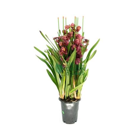 Buy Flowering Plants Online At Best Prices The Green Corner