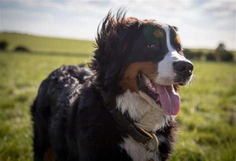 Bernese Mountain Dog Dog Breeds Breed Information Mad Paws